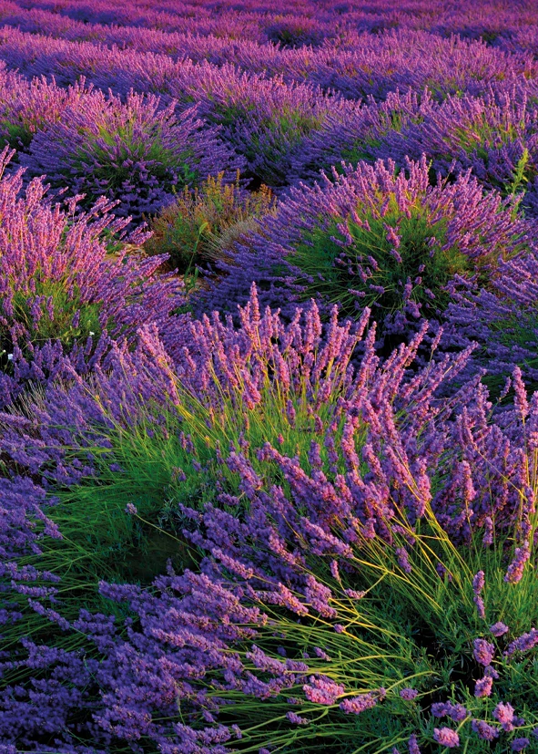 Kalendář nástěnný Provence BNG14