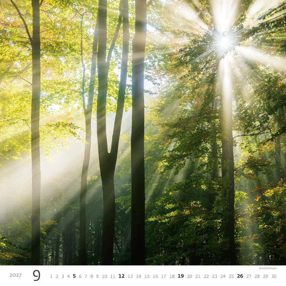 Kalendář nástěnný Forest N171
