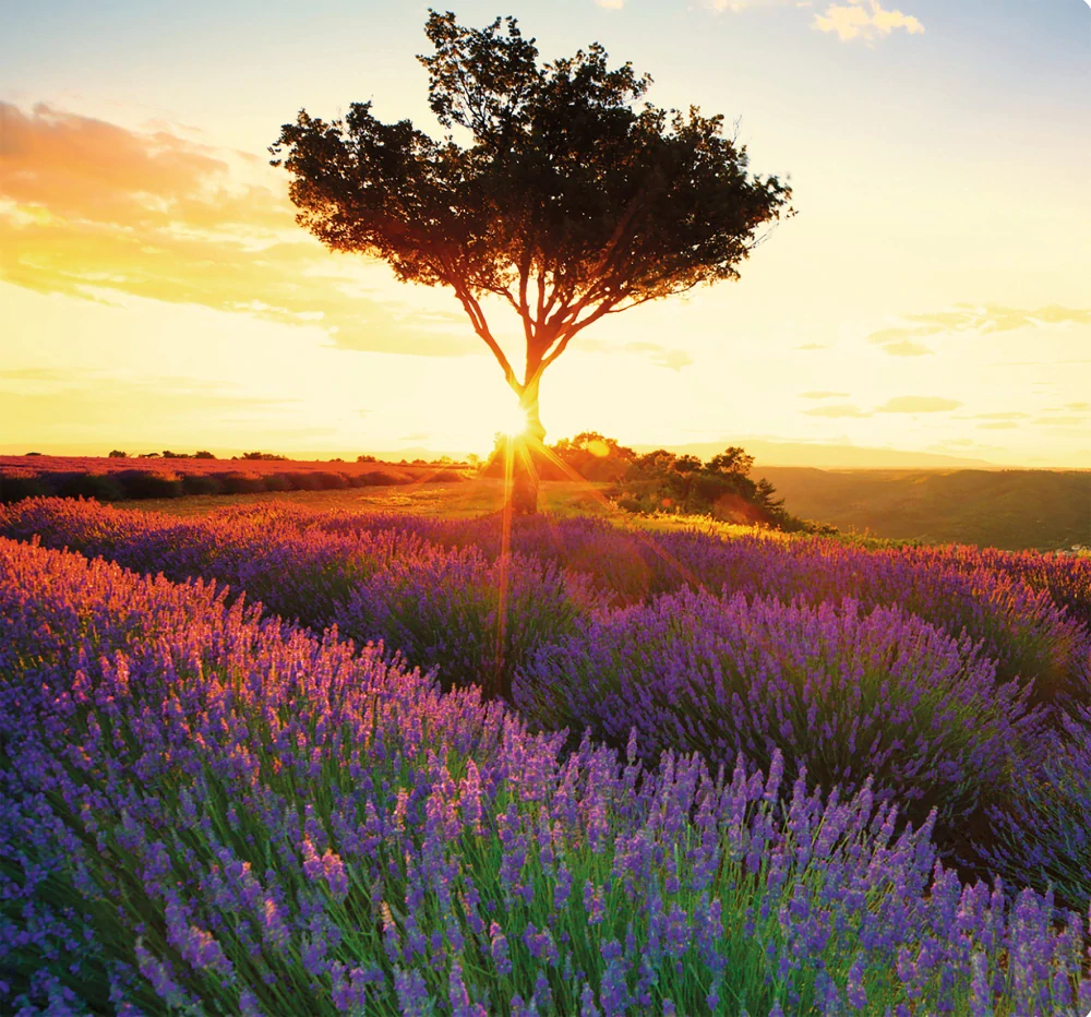 Kalendář nástěnný Provence - Vázanka